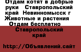 Отдам котят в добрые руки - Ставропольский край, Невинномысск г. Животные и растения » Отдам бесплатно   . Ставропольский край